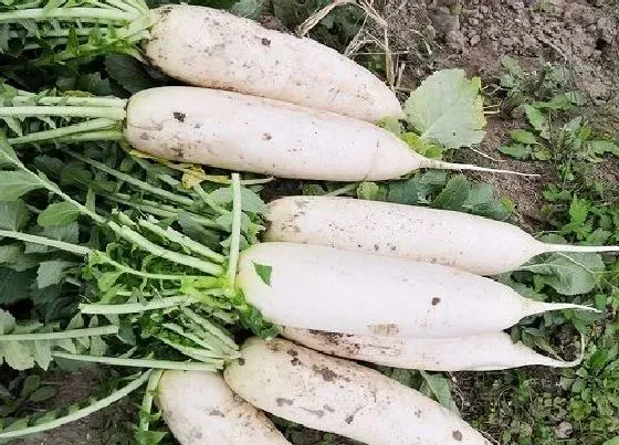 植物常识问题|生长期短的秋季蔬菜（哪些蔬菜农作物种植时间最短）