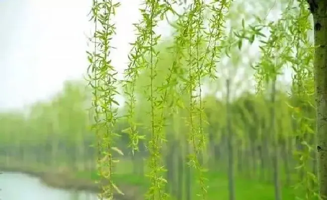 植物常识问题|柳树上的嫩芽能吃吗（柳树芽的食用方法及作用）