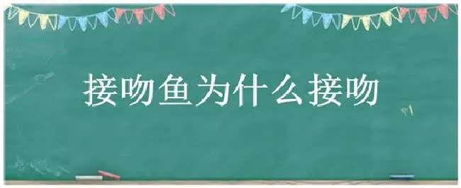 接吻鱼为什么接吻 | 生活常识