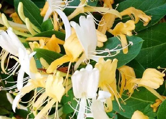 植物常识问题|金银花品种介绍及图片 什么品种最好和产量最高