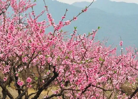 植物常识问题|房子后面种什么树最好 农村房屋后面种什么果树最旺