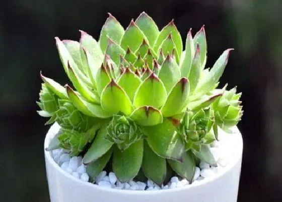 植物常识问题|养护观音莲的正确方法