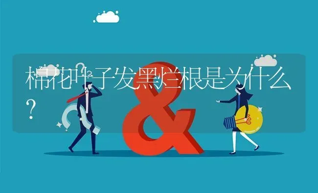 棉花叶子发黑烂根是为什么? | 养殖问题解答