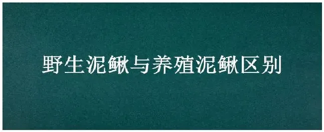 野生泥鳅与养殖泥鳅区别 | 生活常识