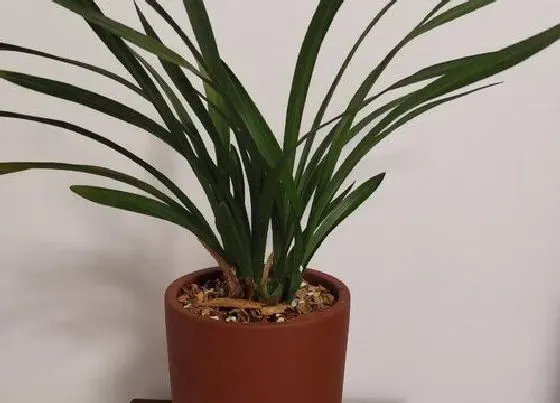 植物常识问题|兰花如何施肥比较简单