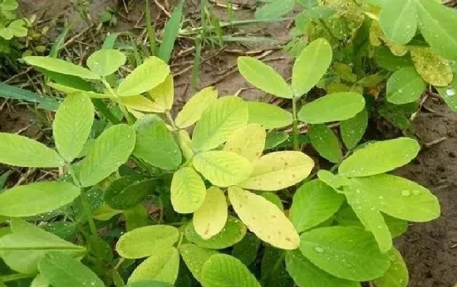 植物常识问题|花生苗期叶片发黄怎么办（花生叶子发黄原因及防治措施）