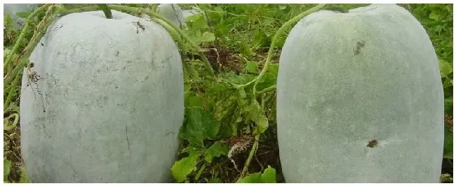 氯氟氰菊酯和高效氯氟氰菊酯的区别 | 生活常识