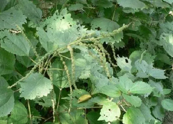 植物常识问题|苎麻和亚麻的区别