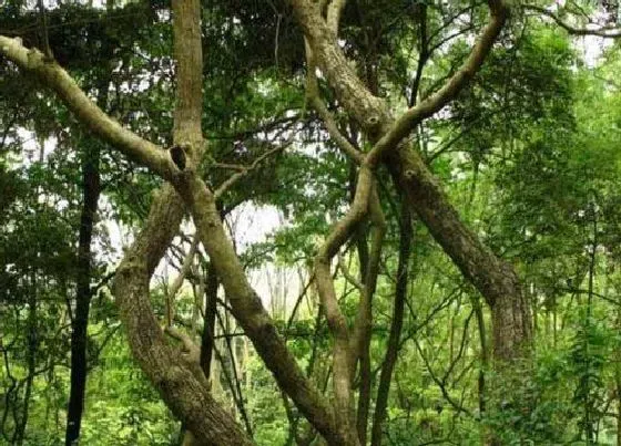 植物常识问题|房子后面种什么树最好 农村房屋后面种什么果树最旺