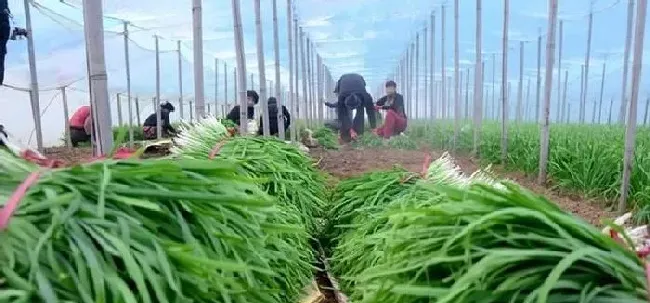 植物常识问题|大棚韭菜灰霉病的防治方法（韭菜灰霉病用什么药防治）
