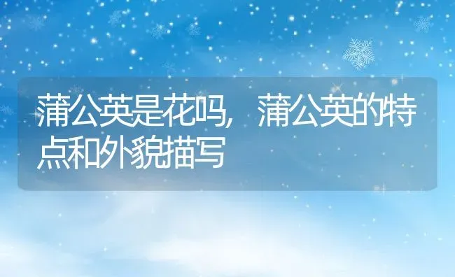 蒲公英是花吗,蒲公英的特点和外貌描写 | 养殖常见问题