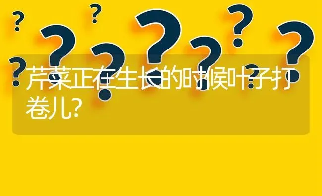 芹菜正在生长的时候叶子打卷儿? | 养殖问题解答