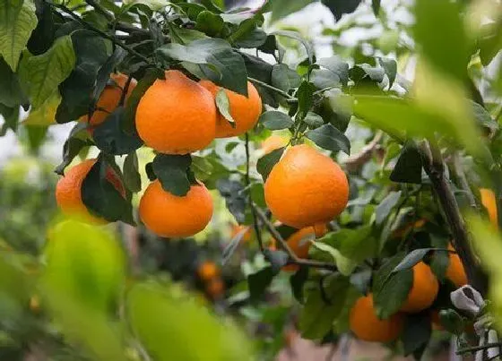 植物常识问题|橘子树不结果原因及养殖方法