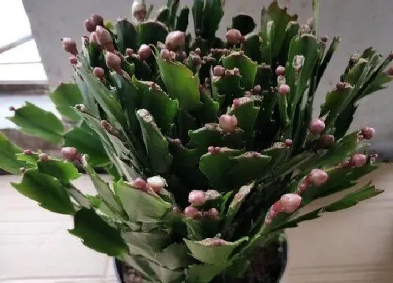 植物常识问题|蟹爪兰节茎为何轻轻一碰就掉
