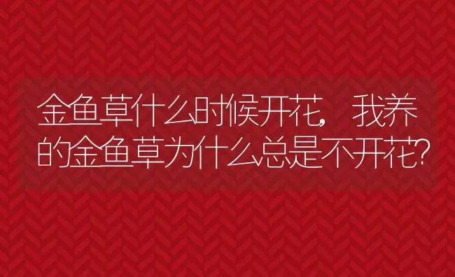 金鱼草什么时候开花,我养的金鱼草为什么总是不开花？ | 养殖常见问题