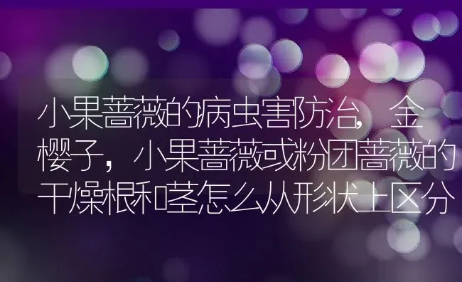 小果蔷薇的病虫害防治,金樱子，小果蔷薇或粉团蔷薇的干燥根和茎怎么从形状上区分？ | 养殖常见问题