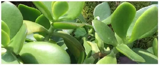 室内种植玉树注意事项 | 科普知识