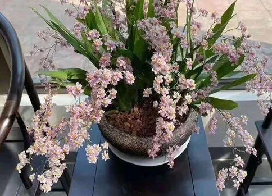 植物常识问题|兰花经常杀菌为何叶片还是老长斑点