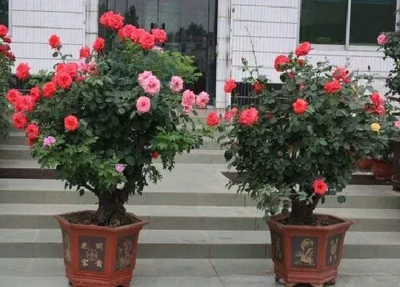 植物常识问题|盆栽月季如何防虫 有哪些有效的方法