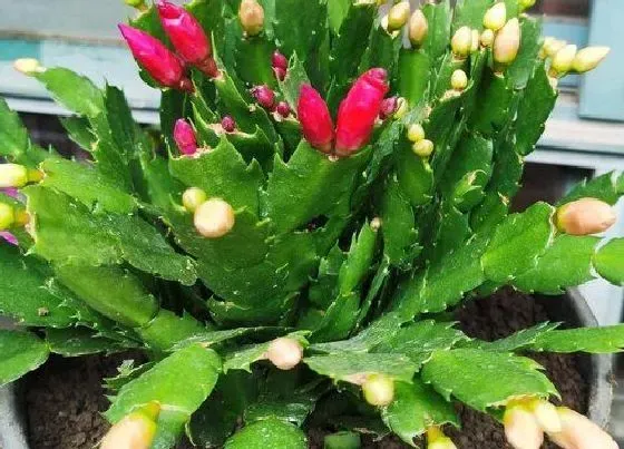 植物常识问题|蟹爪兰节茎为何轻轻一碰就掉
