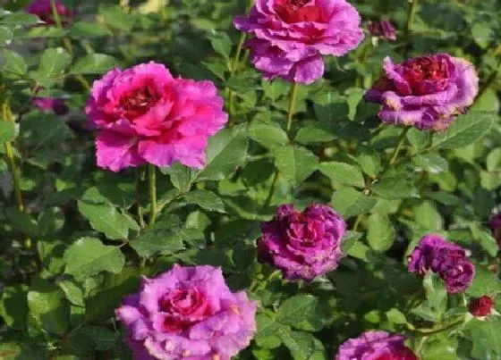 植物常识问题|月季长花苞需要怎么修剪