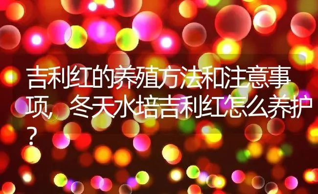 吉利红的养殖方法和注意事项,冬天水培吉利红怎么养护？ | 养殖常见问题