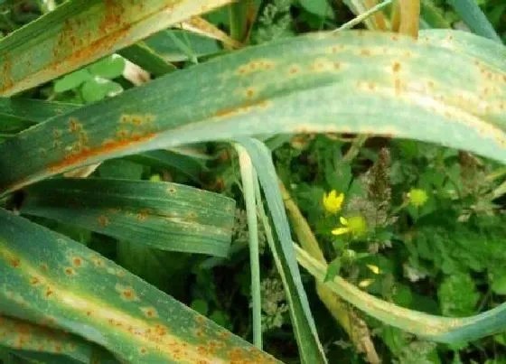 植物常识问题|大蒜叶枯病特效药 大蒜叶枯病症状病因及防治方法
