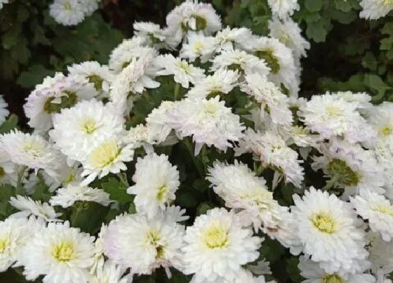 植物常识问题|杭菊和贡菊的区别