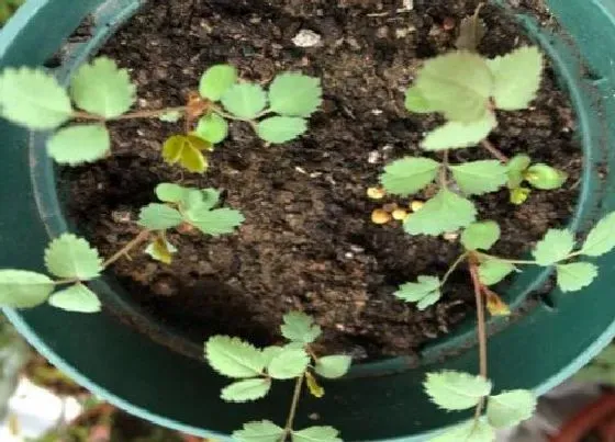 植物常识问题|刚服盆成功月季小苗怎么管理（刚移盆月季缓苗快速生长）