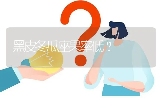 黑皮冬瓜座果率低? | 养殖问题解答