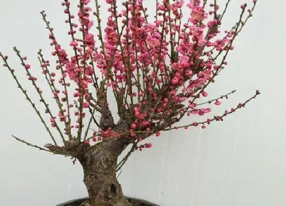 植物常识问题|梅花有什么作用