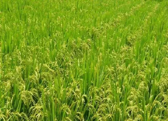 植物常识问题|种地用尿素起什么作用（现代农民不愿意使用尿素施肥）