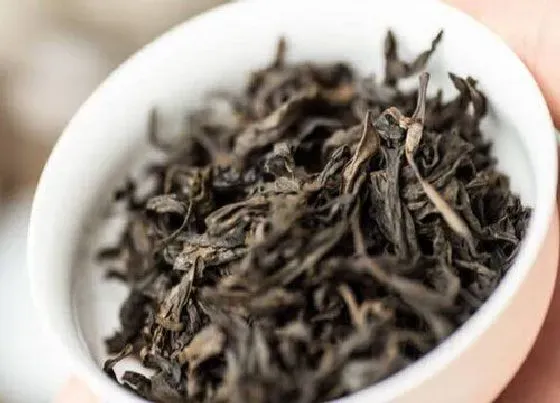 植物常识问题|大红袍属于什么茶  喝大红袍茶功效作用与好处
