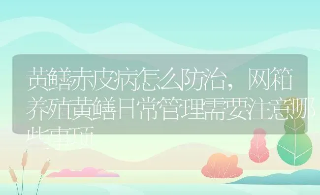 黄鳝赤皮病怎么防治,网箱养殖黄鳝日常管理需要注意哪些事项 | 养殖常见问题