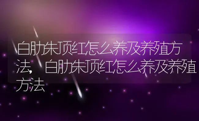 白肋朱顶红怎么养及养殖方法,白肋朱顶红怎么养及养殖方法 | 养殖常见问题