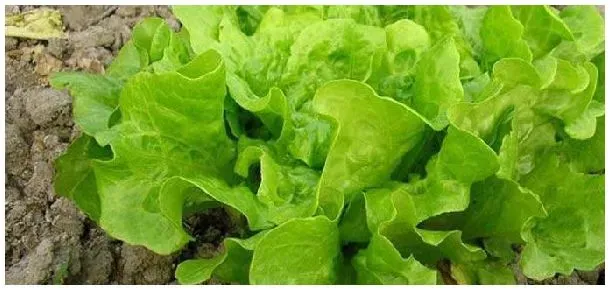 生菜是什么菜 | 科普知识