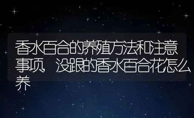 香水百合的养殖方法和注意事项,没跟的香水百合花怎么养 | 养殖常见问题