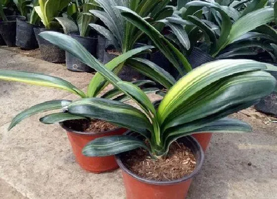 植物常识问题|君子兰长势很好为什么不开花 君子兰好几年不开花原因