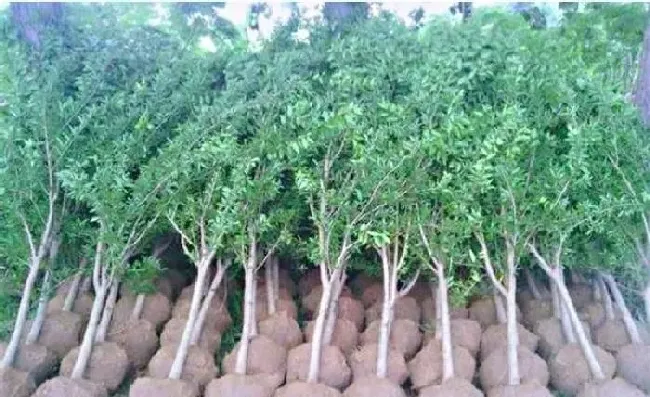 植物常识问题|怎样栽种才能提高苗木成活率（保证苗木成活率主要措施）