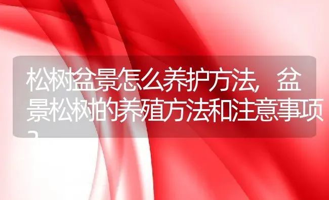 松树盆景怎么养护方法,盆景松树的养殖方法和注意事项？ | 养殖常见问题