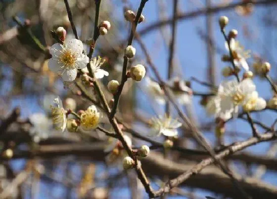 植物常识问题|梅花有什么作用