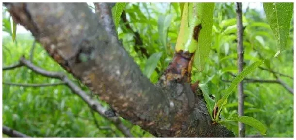 菌核病特效药有哪些 | 三农答疑