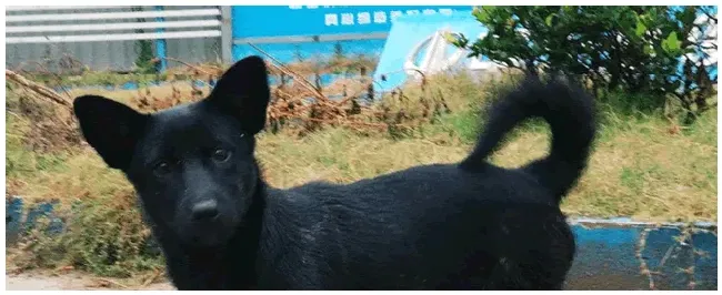 犬瘟多少天算撑过去了 | 农业答疑