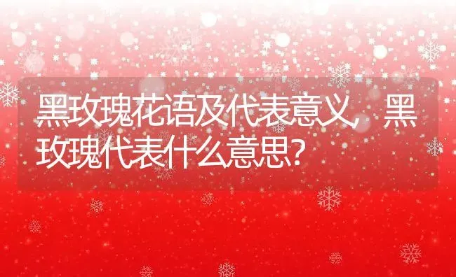 黑玫瑰花语及代表意义,黑玫瑰代表什么意思？ | 养殖常见问题