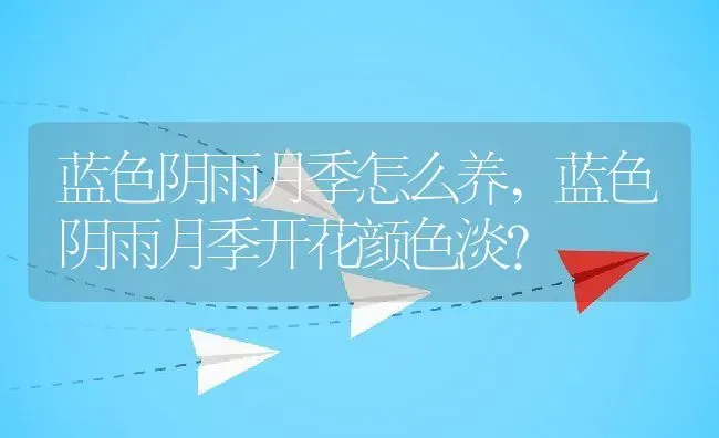 蓝色阴雨月季怎么养,蓝色阴雨月季开花颜色淡？ | 养殖常见问题