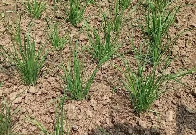 植物常识问题|五月六月烂韭菜的说法（夏天韭菜为什么不长）