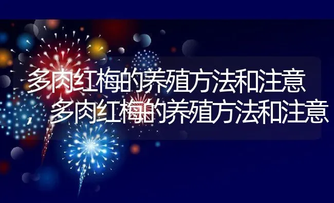 多肉红梅的养殖方法和注意,多肉红梅的养殖方法和注意 | 养殖常见问题