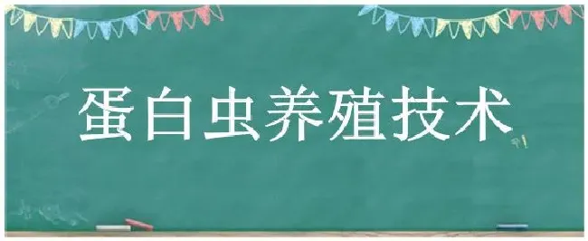 蛋白虫养殖技术 | 农业答疑