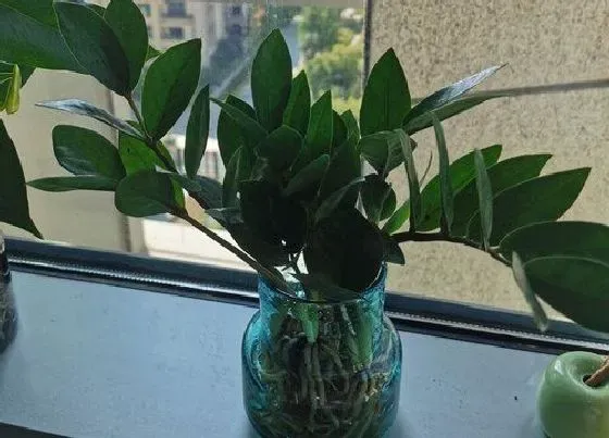 植物常识问题|金钱树有哪些养护细节和保命技巧