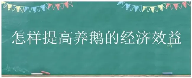 怎样提高养鹅的经济效益 | 三农问答